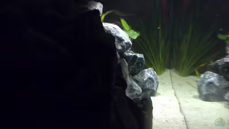 Rechte Seite von Antonio Di Simone (5)