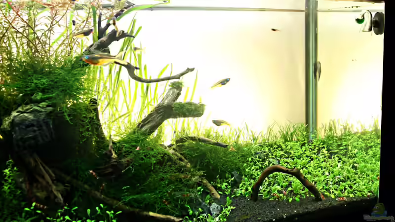 rechte Seite von Arami Gurami (6)