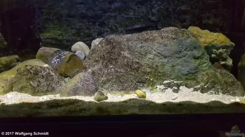 rechte Seite von Bämbel (4)