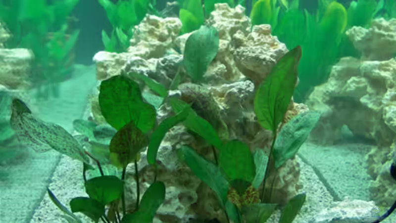 rechte Seite von bigbone (3)