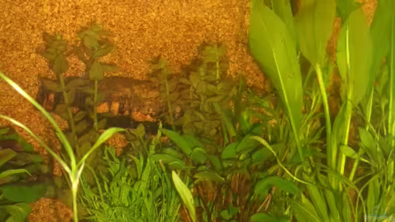 rechte Seite von bobbyfee (3)