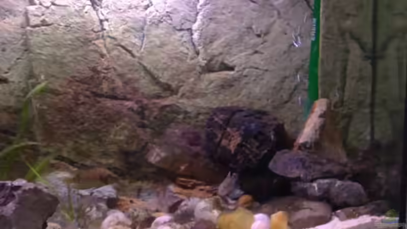 Rechte Seite von Capitan Hook (6)