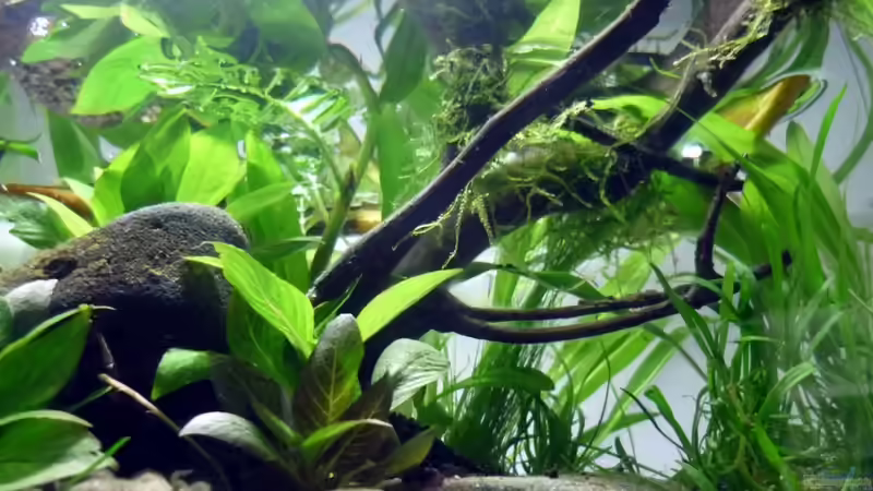 rechte Seite von Chris_R. (29)