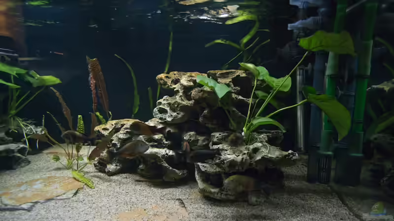 rechte Seite von ChrisK (3)