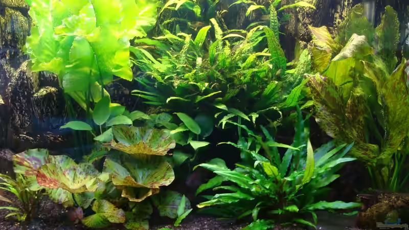 rechte Seite von Christian Heitmann (4)