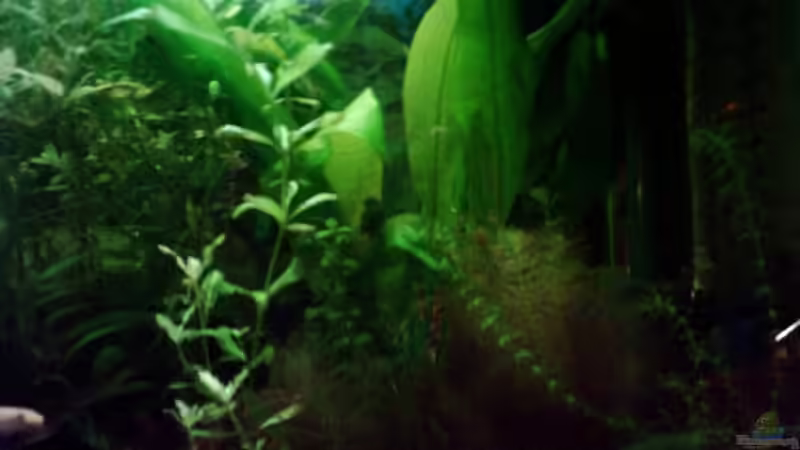 Rechte Seite von Christine Schebesta (4)