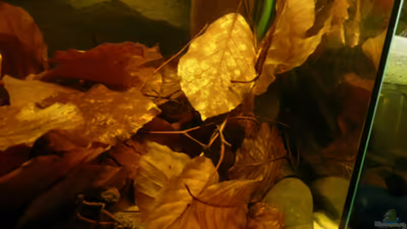 rechte Seite von Cichlid Power (3)