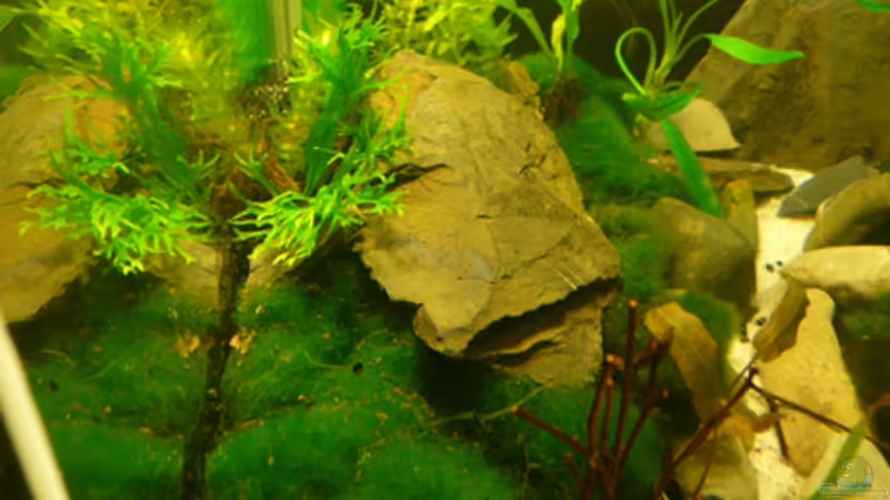 rechte Seite von Cichlid Power (9)