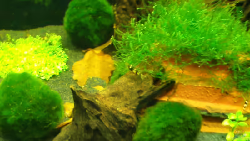 rechte seite von Crissy (3)