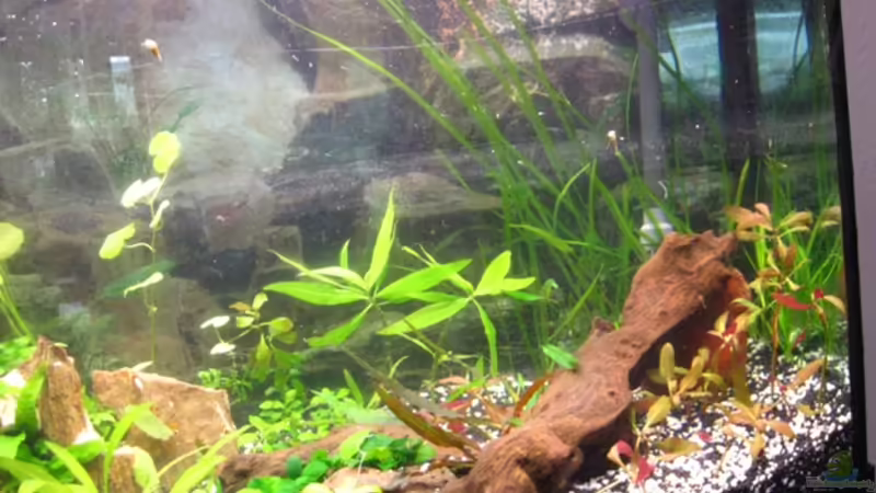 Rechte Seite von DanBri (21)