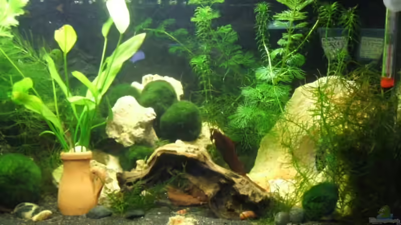 Rechte Seite von Dani-lein (4)