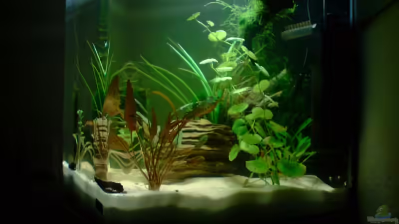 Rechte Seite von Dasy (16)