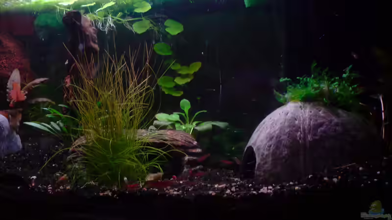 Rechte Seite von Dasy (3)