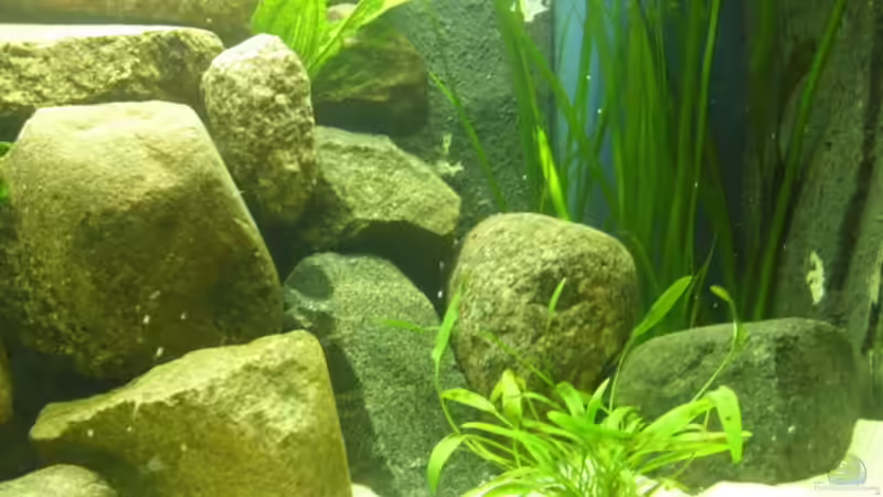 Rechte Seite von deBouwer (3)