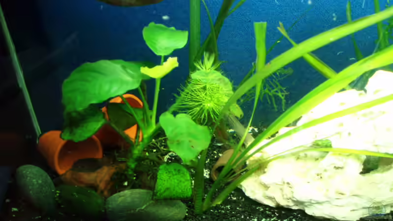 rechte Seite von Der Engländer (4)