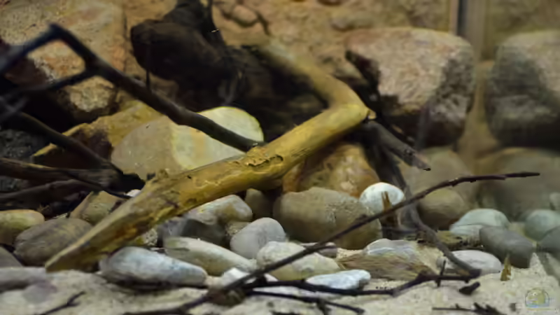 rechte Seite von Didi (2)