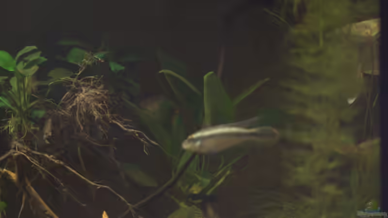 Rechte Seite von Didi (34)