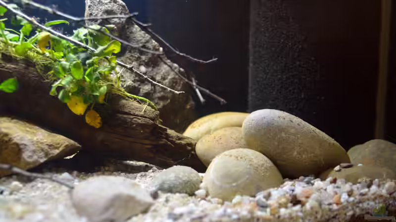 rechte Seite von Didi (5)