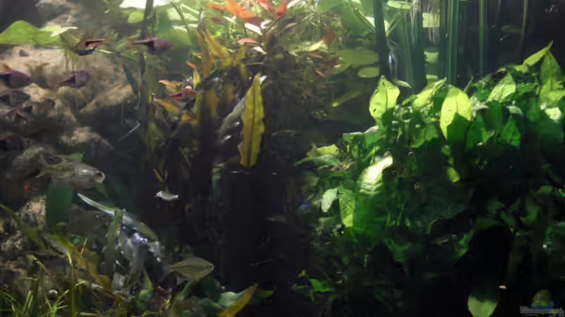 rechte Seite von **Die Julia** (12)