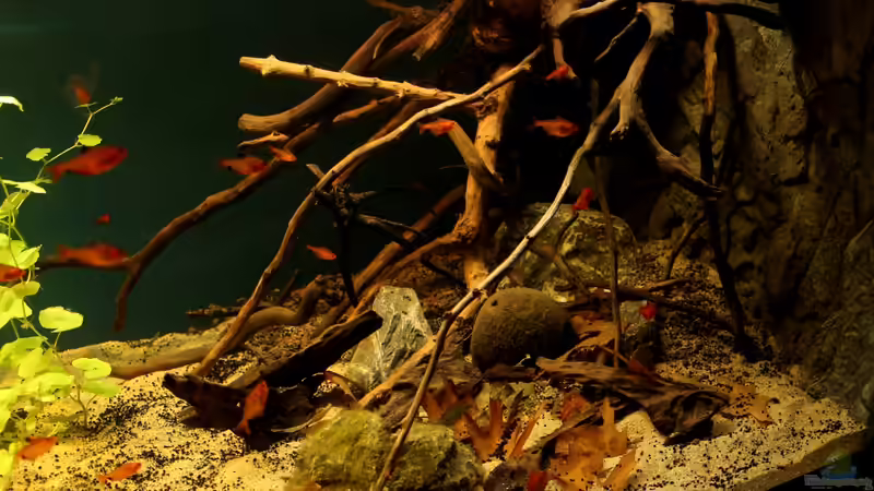 rechte Seite von die Perle... (15)