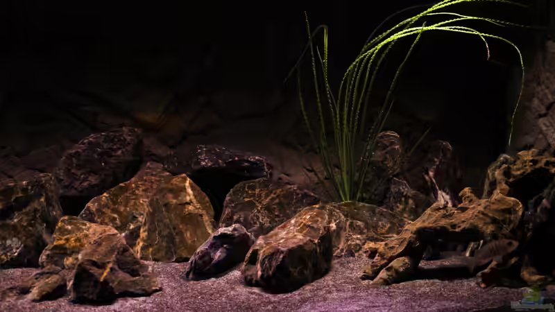 rechte Seite von die Perle... (8)