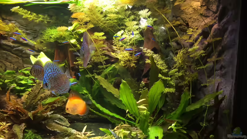 rechte Seite von Diedelsen (3)