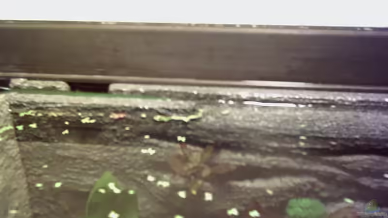 rechte Seite von Dietmar Schneider (11)