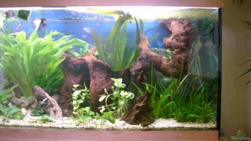 Rechte Seite von elbochos (7)