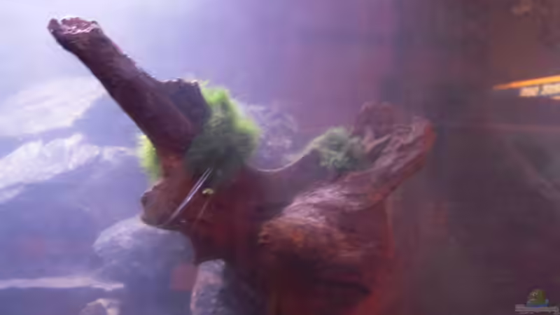 Rechte Seite von Exotist (5)