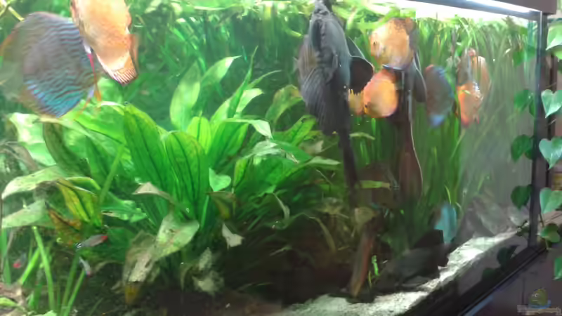 rechte Seite von Fischverrückt (3)