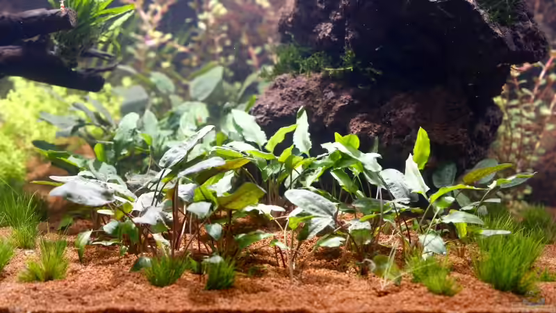 rechte Seite von Frank Chelaifa (6)