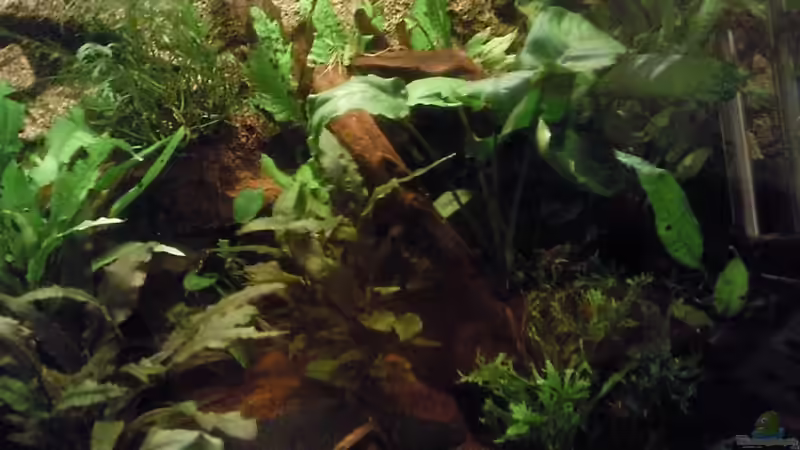 rechte seite von Frankyfisch (4)