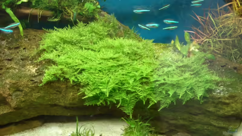 rechte seite von Grünhexe (154)