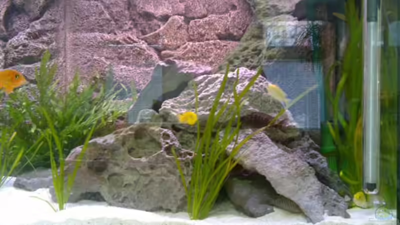 rechte Seite von Heimo (7)