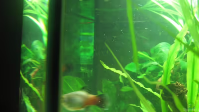 Rechte Seite von Henning Brinkmann (7)