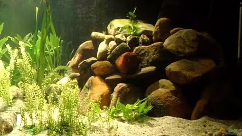 Rechte Seite von Jari Grünig (3)