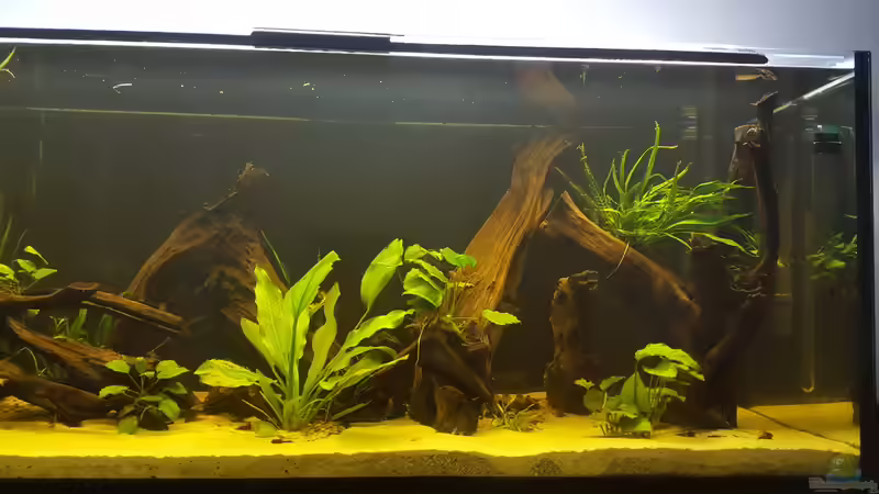 Rechte Seite von Johannes L. (5)