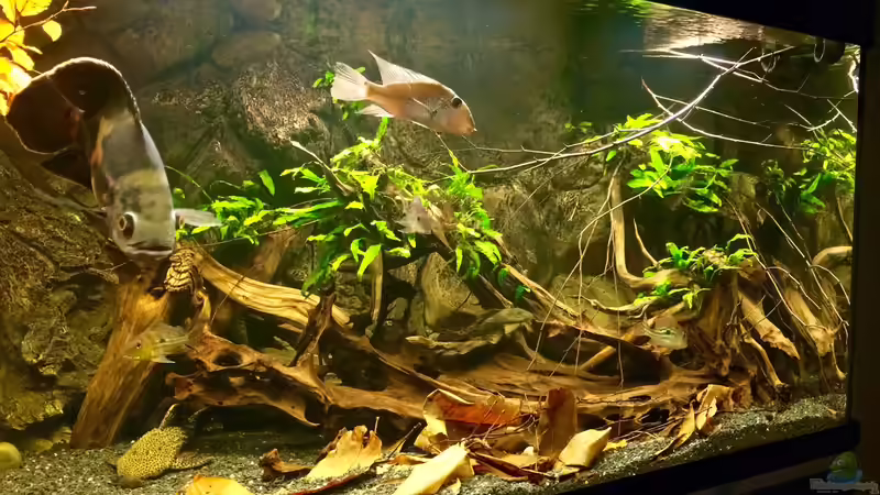 Rechte Seite von Jonas B. (4)