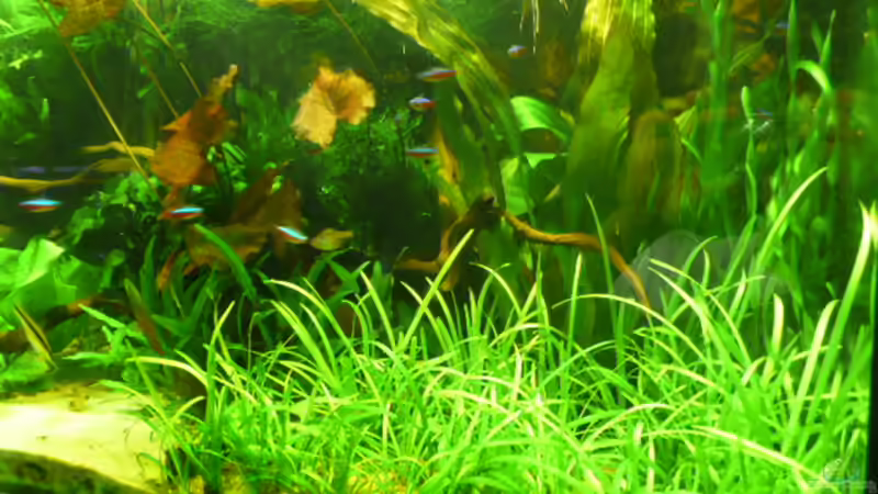 Rechte Seite von Josef Schachtner (5)