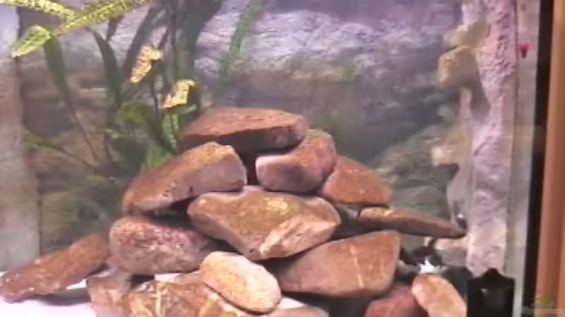 rechte Seite von Justus (11)