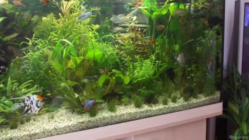 Rechte Seite von Kai Holdinghausen (6)