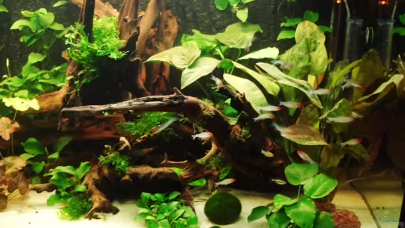 rechte Seite von Katja Knoll (4)