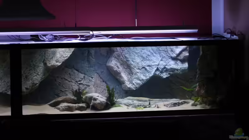 rechte Seite von Keule73 (6)