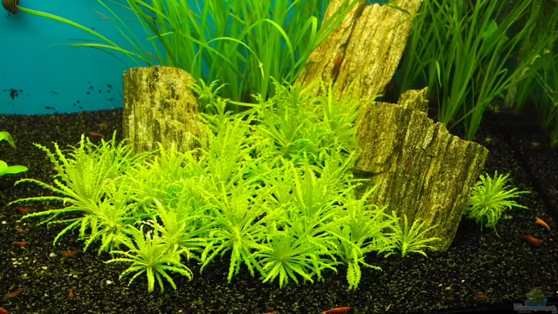 Rechte Seite von Kill-Bill (4)