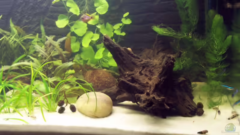 rechte Seite von Kirsten Bishay (3)