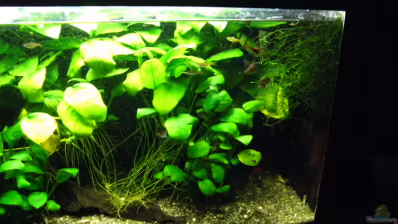 rechte Seite von Kocki (5)