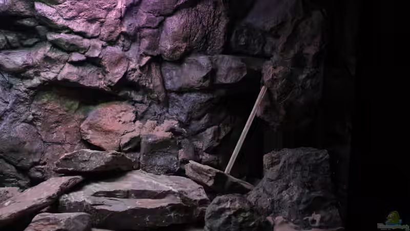 Rechte Seite von Koehler (19)