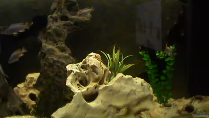 Rechte Seite von Laska (4)