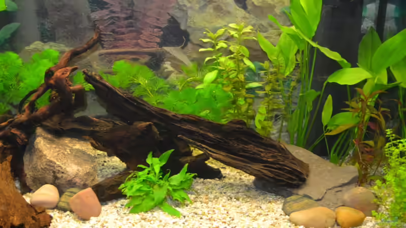 Rechte Seite von Lilobär (4)