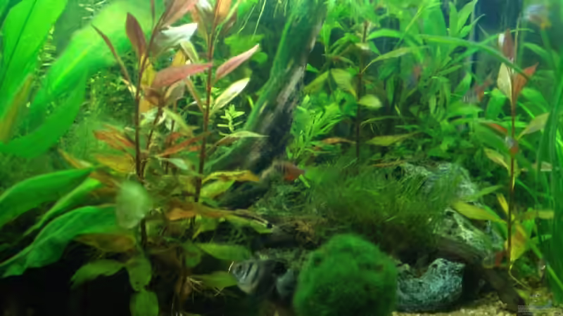 Rechte Seite von lunimami (3)